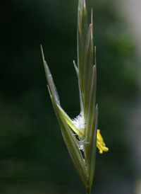 Hungarian Brome