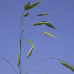 Smooth Brome Smooth Brome