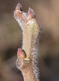 Paper Mulberry