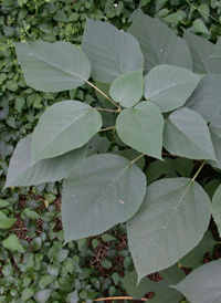 Paper Mulberry