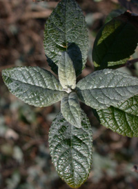 Common Butterfly-bush