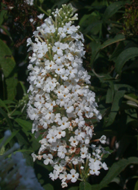 Common Butterfly-bush