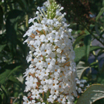 Common Butterfly-bush