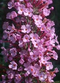 Common Butterfly-bush