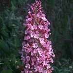 Common Butterfly-bush Common Butterfly-bush