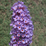Common Butterfly-bush Common Butterfly-bush