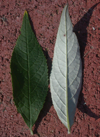 Common Butterfly-bush