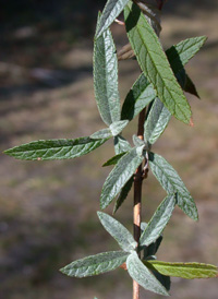 Common Butterfly-bush