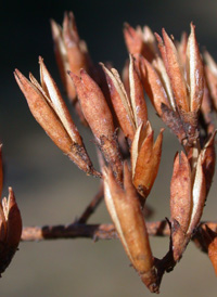 Common Butterfly-bush