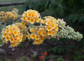 Orange Butterfly-bush