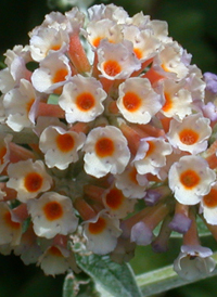 Orange Butterfly-bush