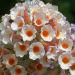 Orange Butterfly-bush Orange Butterfly-bush