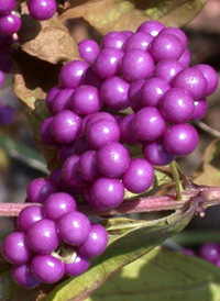 Chinese Beautyberry