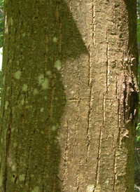 American Chestnut 