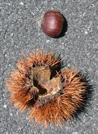 American Chestnut 