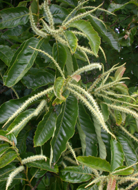 American Chestnut 