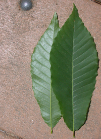 American Chestnut 