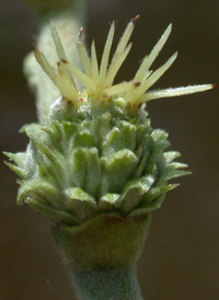 American Chestnut 