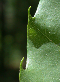 American Chestnut 