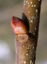 American Chestnut 