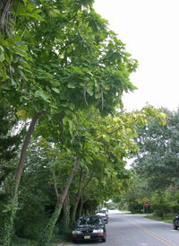 Southern Catalpa