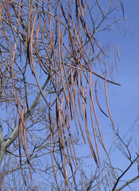 Southern Catalpa