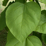 Southern Catalpa Southern Catalpa