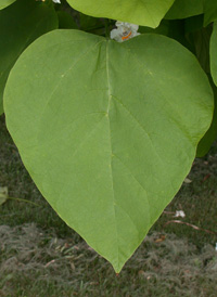 Southern Catalpa