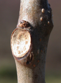 Southern Catalpa