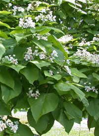 Southern Catalpa