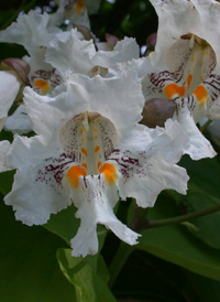 Southern Catalpa