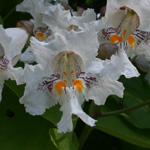 Southern Catalpa