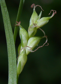 Thicket Sedge