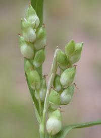 Thicket Sedge