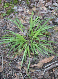 Thicket Sedge