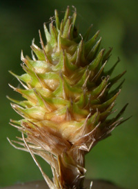 Broad-winged Sedge