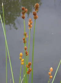 Broad-winged Sedge