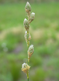 Greenish-white Sedge