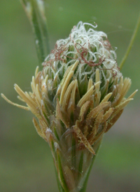 Greenish-white Sedge