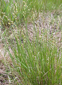 Greenish-white Sedge