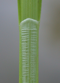 Yellow-fruited Sedge