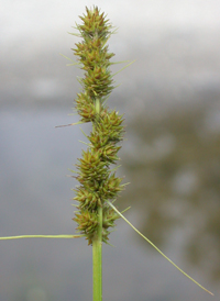 Yellow-fruited Sedge