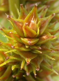 Yellow-fruited Sedge