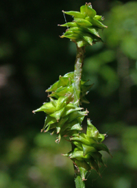 Prickly Bog Sedge