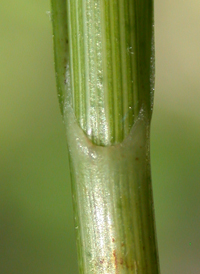 Prickly Bog Sedge