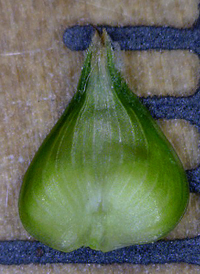 Prickly Bog Sedge