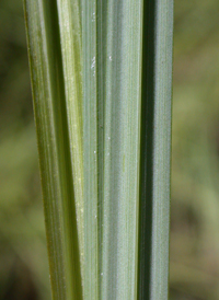 Barratt's Sedge