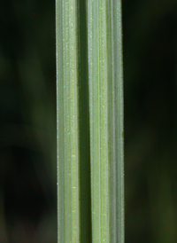 Barratt's Sedge