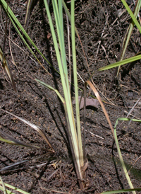 Barratt's Sedge