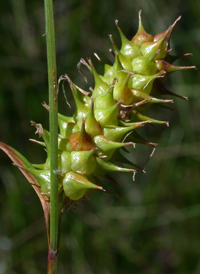 Button Sedge